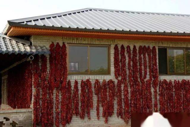 实拍：兴平渭水边，挂满红辣椒的庭院...