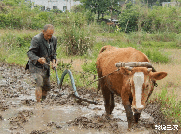 戏说三农|农民不种地想倚老卖老？别闹了！3个问题不解决，良田种树或无解