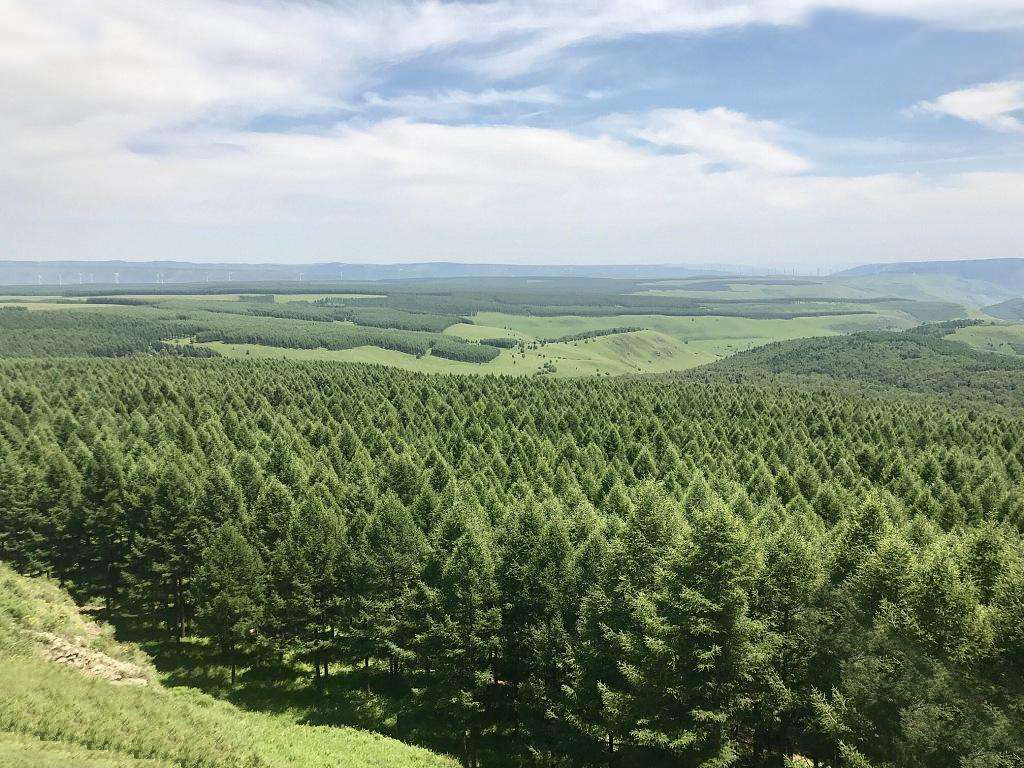 化石|如果地球上所有沙漠变成森林，地球会怎样？原来后果这么严重