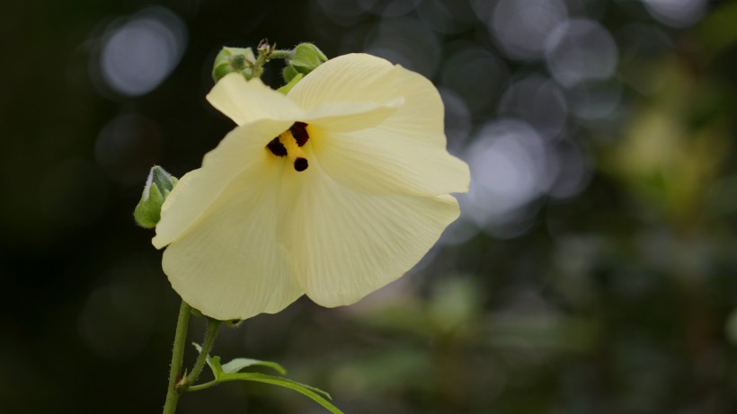 生肖@8月即将来临，前缘断新欢出，桃花运旺的四大生肖