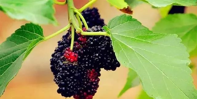 #桑葚#酿酒知识桑葚泡酒:你意想不到的效果