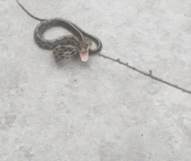 下酒菜|你见过最牛的下酒菜有多牛？就着三粒花生米，喝了一斤的散装酒！