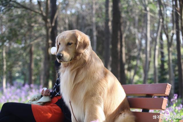 这8种狗堪称狗界“醋王”，是你家狗子吗？