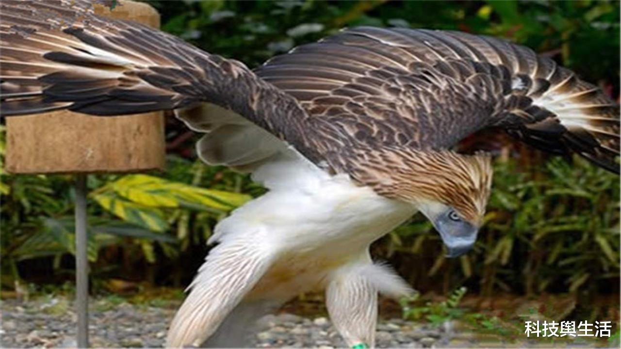 科学家|700年前，出现过以人类为食的生物，后来为何消失不见了？