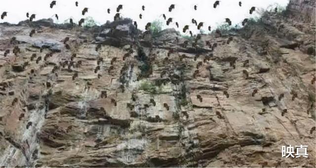 映真|新疆30万老鼠集体跳崖自杀?专家给出的解释,令人深思