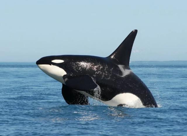 虎鲸|虎鲸的天敌是什么?为什么连鲨鱼都敢怼,号称海洋里\大混蛋\!