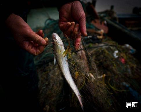 食材|中国6种“顶级食材”,吃过都是土豪,一般人只能远观