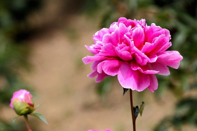 生肖|9月份下旬，前有好运铺路，后有金银入库，事业顺遂的4大生肖