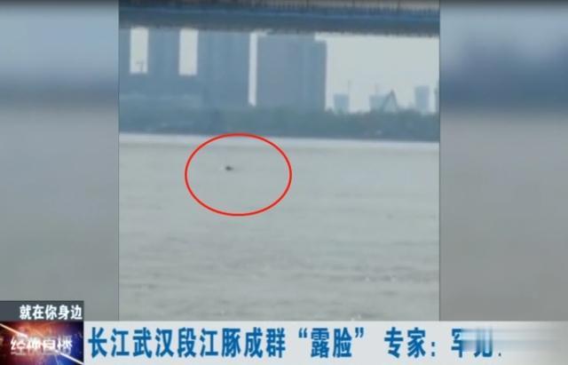 洪峰|长江武汉段，江豚成群出现