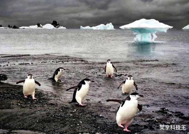 【南极】2020地球怎么了？南极又一坏消息传来，科学家发现了意外的东西！