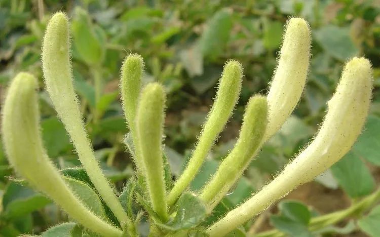 生肖|下个月，月老送姻缘，魅力大增，受异性瞩目，迅速脱单的4大生肖