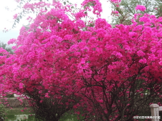 生肖|8月18号开始，4属相事事顺畅，好运缠身，财运亨通，日子红火