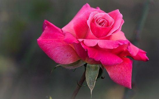 天蝎座|10月，回头追爱，重燃爱火，3星座喜鹊登枝！