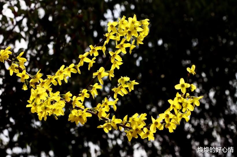「生肖」姻缘开花，桃花灿烂，7月起真爱来袭，此生不负的四大生肖
