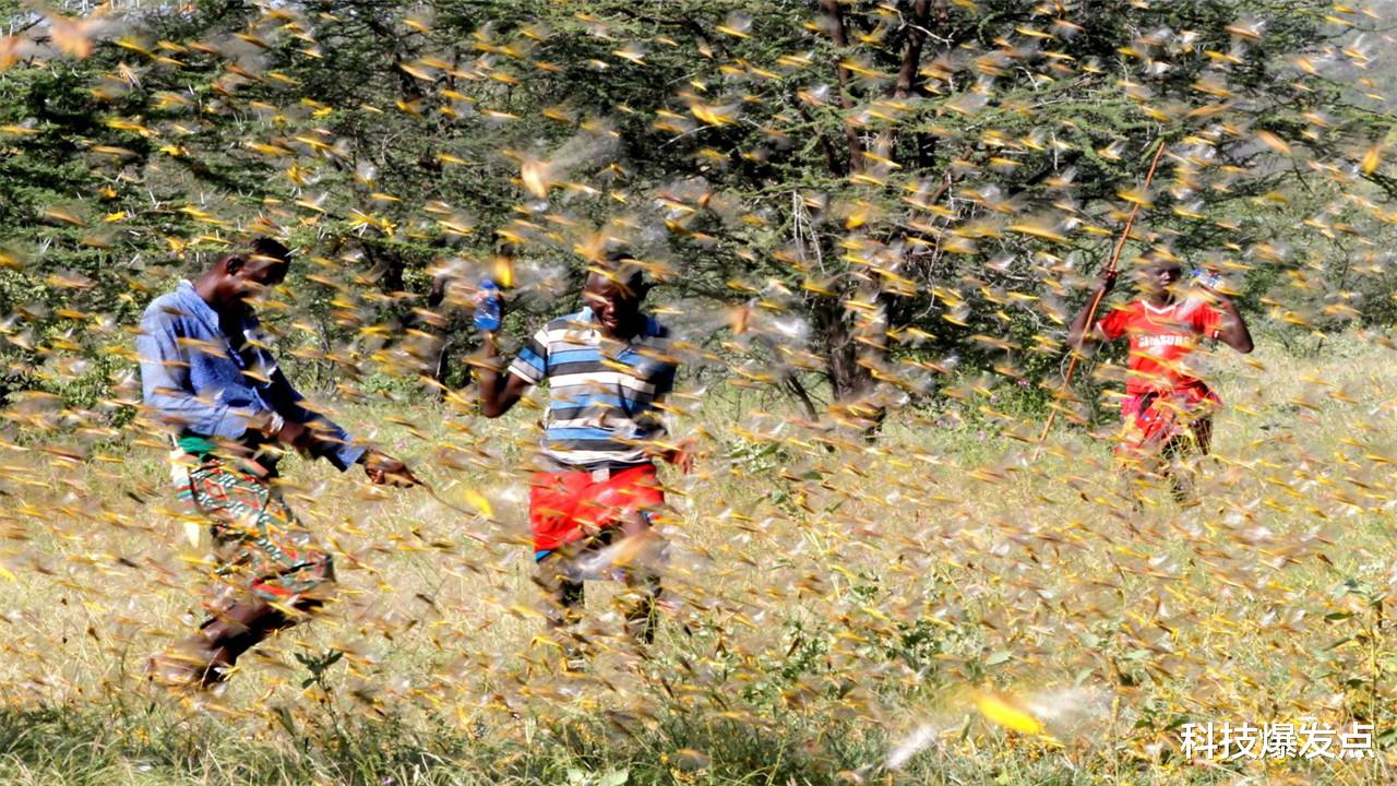 蝗虫灾害|云南蝗灾爆发,覆盖面积正在扩散,科学家认为或可能大面积爆发!