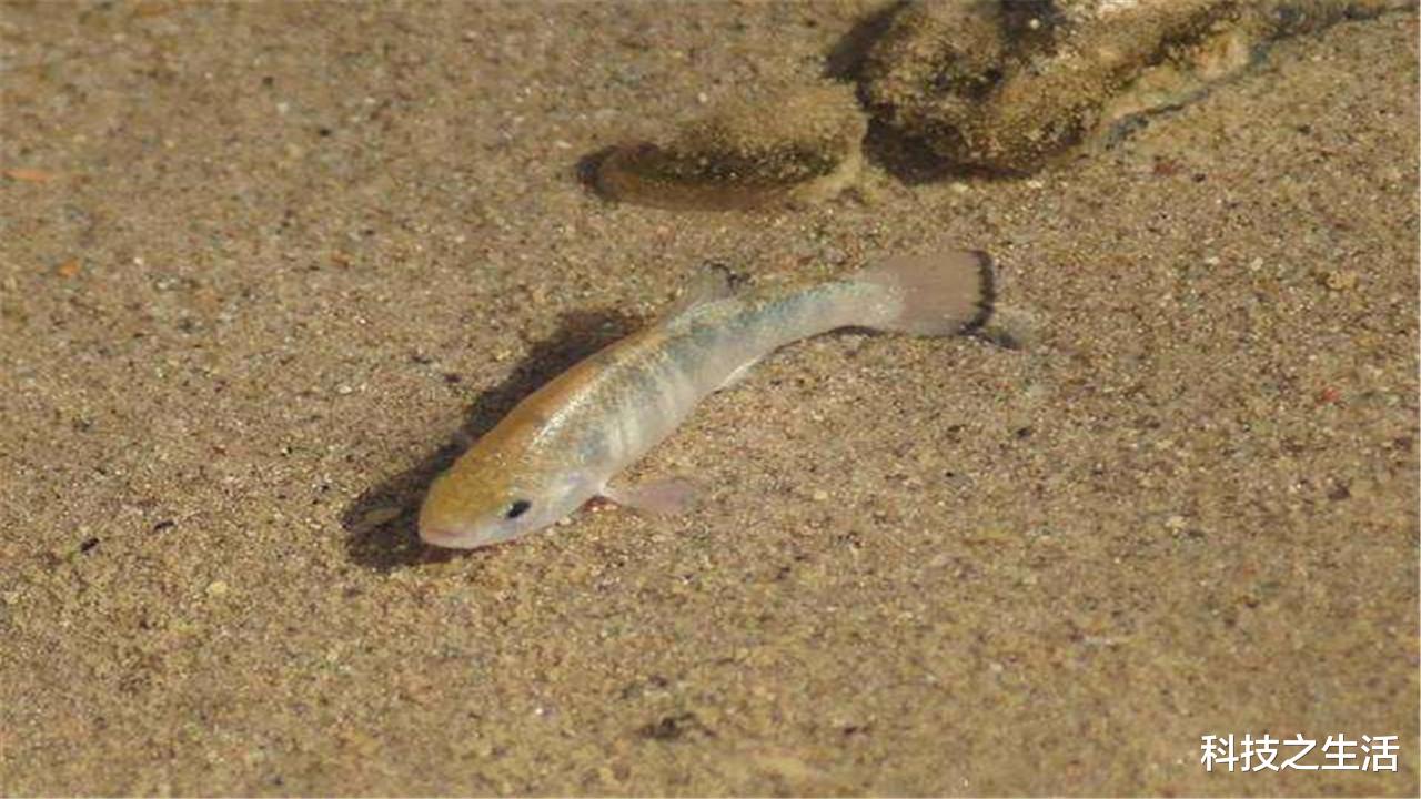 彗星|在沙漠中生活的38条鱼,曾差点被酒鬼团灭,如今是否已经灭绝?