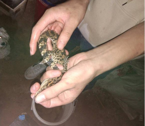 『海河』广东男子钓鱼碰到鳄鱼，放生鳄鱼几时休？