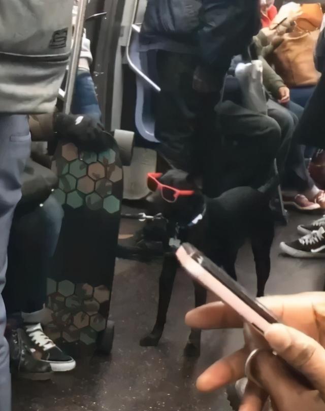 InsDaily|纽约地铁禁止带狗，但允许沙雕进入，于是奇怪的事情发生了……