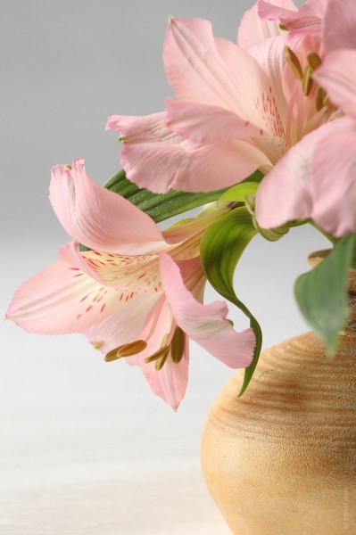 「生肖」7月份,桃花朵朵开放,月老赐姻缘,收获真爱甜入心扉的四大生肖