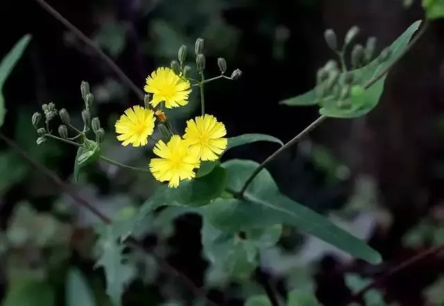 肺炎▲人参一斤，不如它一株，春日吃春菜，吃得贵不如吃得对！
