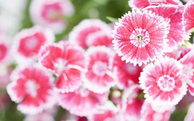 「狮子」5月财神眷顾，喜鹊门前叫，大发特发，喜事多多3生肖