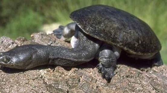 |还记得脖子长达80厘米的乌龟吗？三十年过去了，如今怎样了？