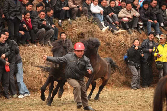 斗马场上遭追赶，众人哄堂大笑，此马举动比人强