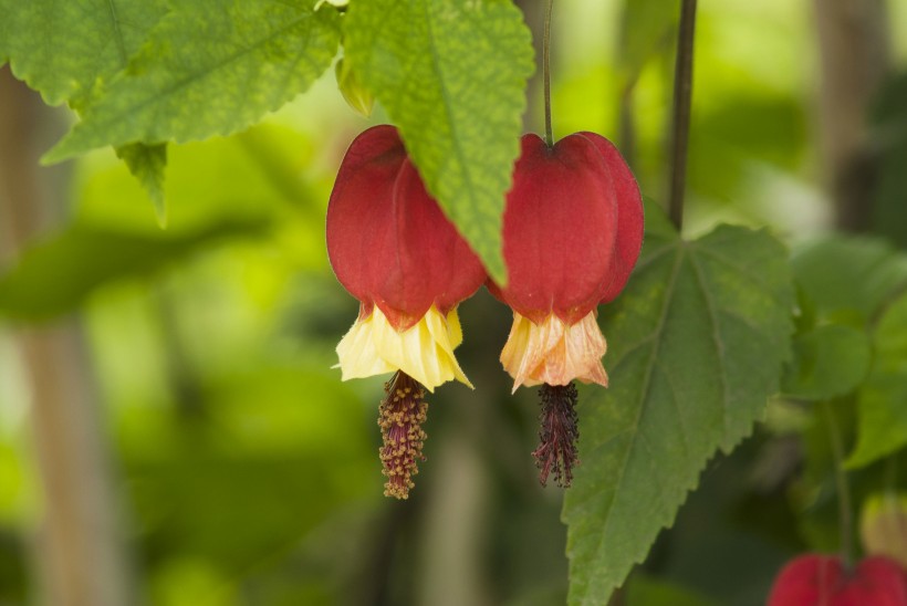 #生肖#7月，春暖花开，4大生肖，姻缘重现，携手旧爱享受甜蜜！