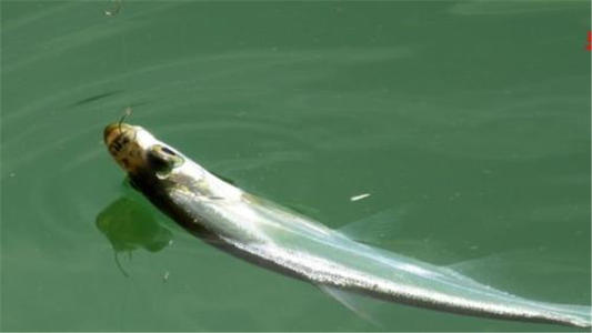 |筏钓好玩吗？烧不烧钱？