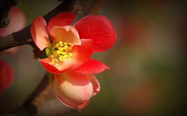 生肖|在12生肖里面,4生肖,在11月底做什么都顺,好事降临头上了