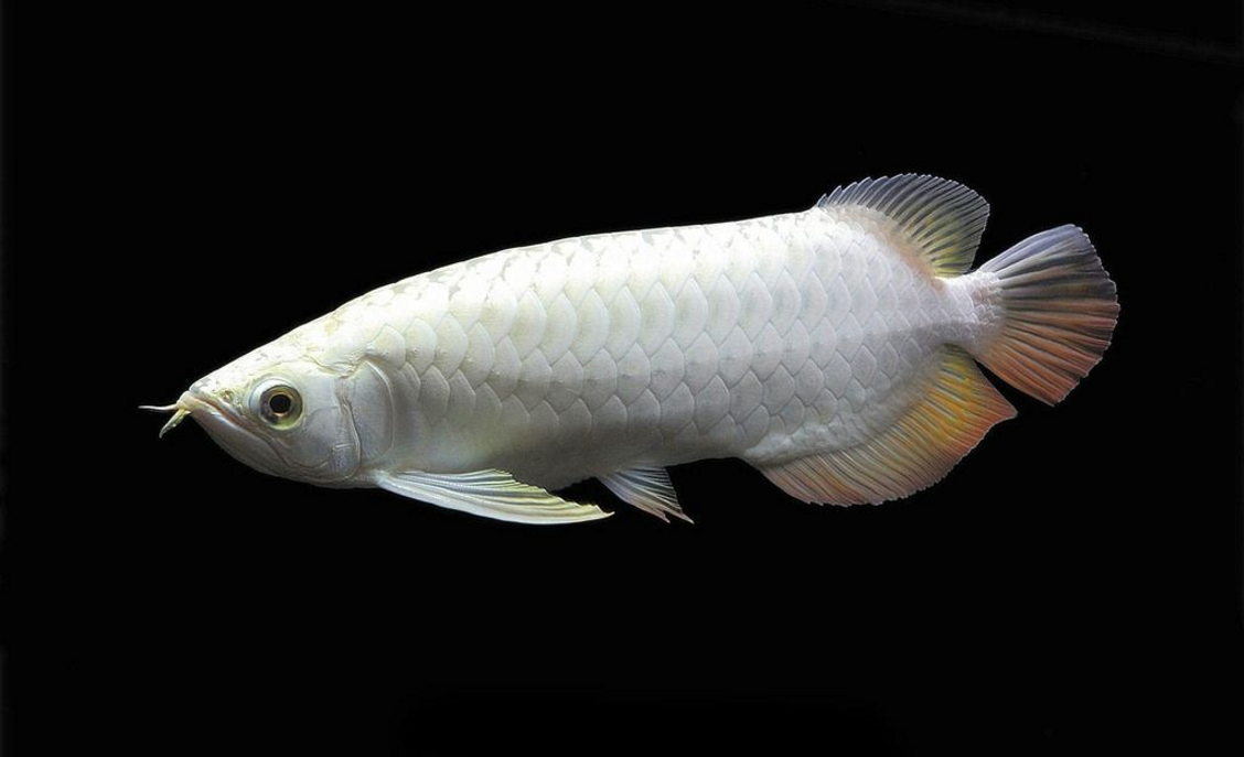 「」自然界中最“有钱”的动物，只要捕捉到一只，就能一夜暴富