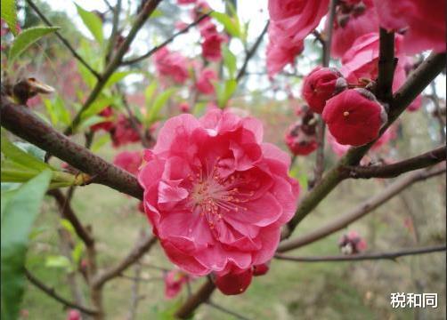 金牛座|枯木逢春，此3生肖不管之前多穷，半年之内，运势大有起色事业兴隆