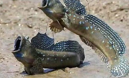 【】史上最“励志”的鱼，不满现状花费3亿年来进化，结果却成这样