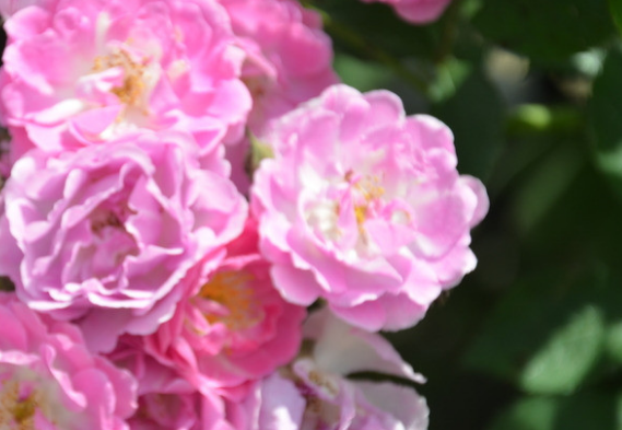 【】6月10号后时来运转，横财不断，4属相财运猛增，翻身发财