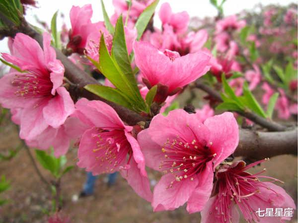 生肖▲6月22号富贵,3生肖锦鲤附体,家中喜事多,偏财最旺
