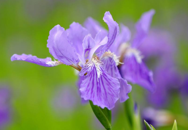 运势|9月下旬到来此三属相事业步步高升，运势旺盛，吉祥如意发大财