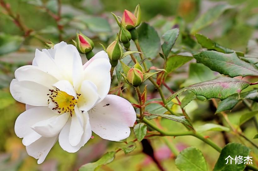 [生肖]六月份中旬，面带桃花，异性缘佳，相亲成功，新婚幸福的四大生肖