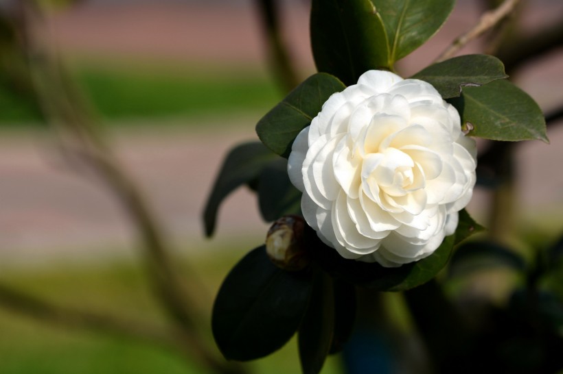 生肖■6月中旬起，桃花绽开，姻缘到来，和爱人牵手一生的四大生肖