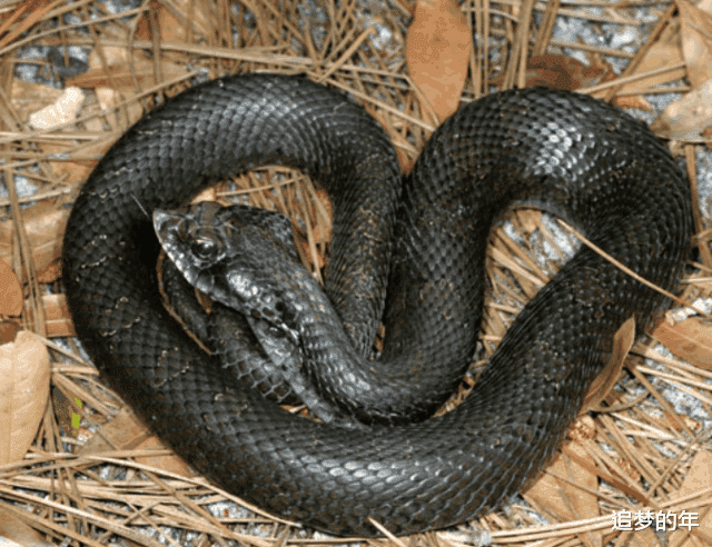 卡拉@世上最独特的十大怪蛇，样貌极为罕见，第五种如同披了鳞甲