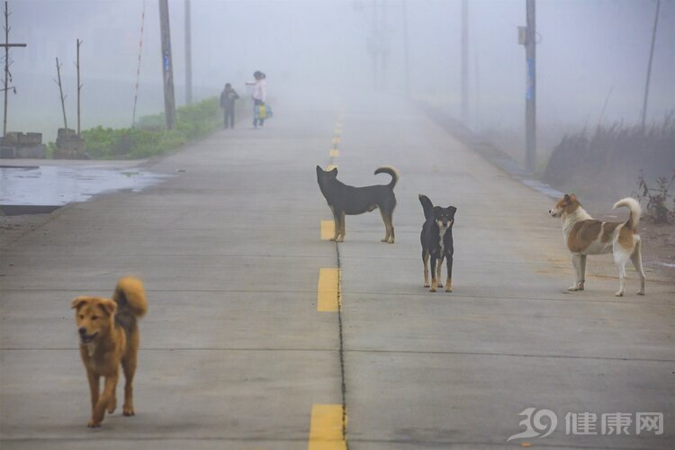 狂犬病|被低估的“病毒之王”：狂犬病致死率近100%，发病后基本没救