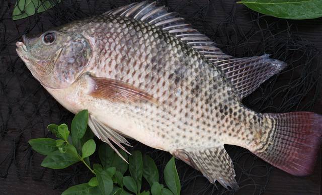 |四个技巧上罗非鱼,路亚罗非鱼原来这么简单