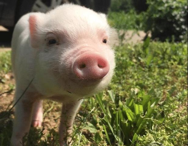 毒蛇■猪是蛇的克星?人们印象中蠢笨无比的猪,为何却不惧怕毒蛇?