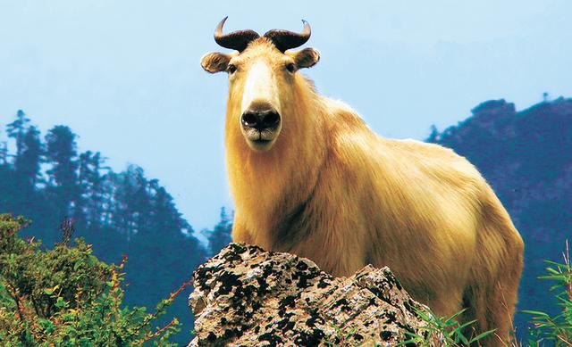 秦岭■“国家中央公园”大秦岭