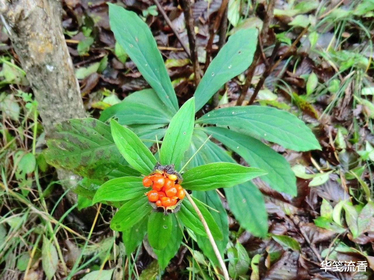 毒蛇|民间说法：凡毒蛇出没之处，7步之内必有解药。是否有科学依据