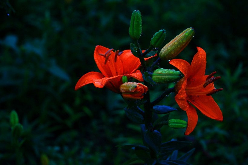 「金牛座」7月桃花开,喜鹊报喜送真爱,月老钦点鸳鸯谱,喜结姻缘果的4生肖