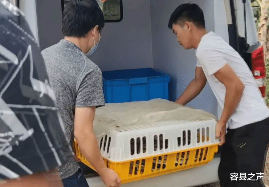 蟒蛇|广西香蕉地出现70斤大蟒蛇，和10岁孩子体重差不多