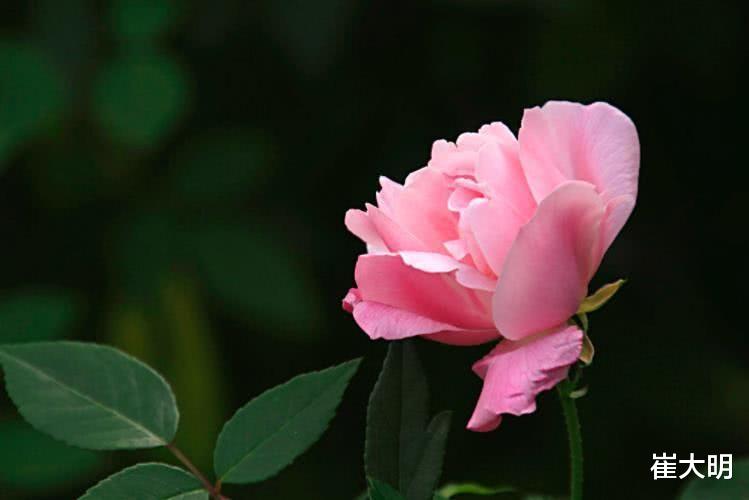 『生肖』7月开始财富翻番，事业爱情全有，顺字当头的四大生肖