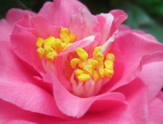 生肖|11月底，4属相迎来大喜，鸿运当头，大吉大利，生活蒸蒸日上