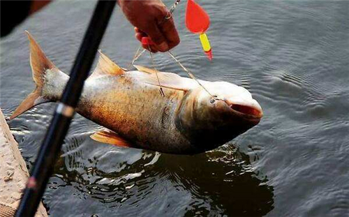 『营养膳食』劝告大家常吃鱼身体好,但有三种鱼坚决不能吃细菌太多!