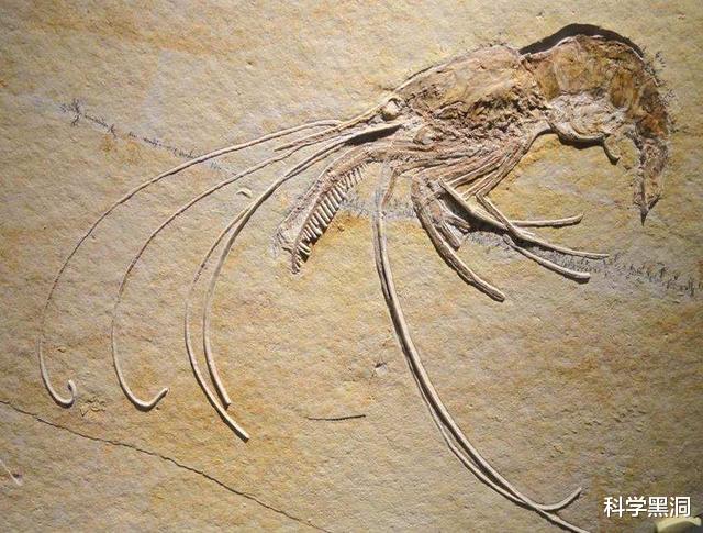 毒蛇▲最尴尬的事莫过于，交配时失去意识变化石，4700万年后还要被围观